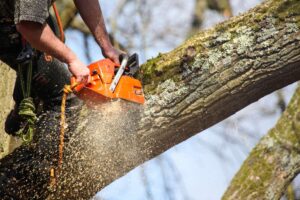 כריתת עצים כלכלית
